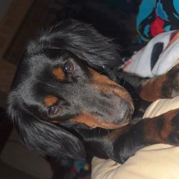 Dachshunds and Pembroke Welsh Corgis from TM7 Dachshund's