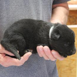 Grey Girl - Black female German Shepherd puppy in Lake George, Colorado from High Country German Shepherds