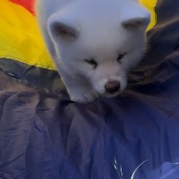 Japanese Akitainu Puppies from Winmont Akitas