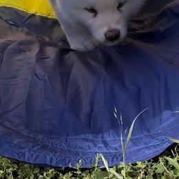 Japanese Akitainu Puppies from Winmont Akitas