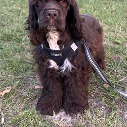 Cocker Spaniel Puppies from Anastasia Knight's Cocker Spaniels