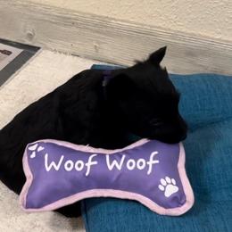 Purple Collar Girl - Black brindle female Scottish Terrier puppy in Hartville, Missouri from Stamper K9’s