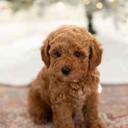 Buddy Claus - Red  male Goldendoodle puppy in Ivins, Utah from Hygge & Hound by McKenzie
