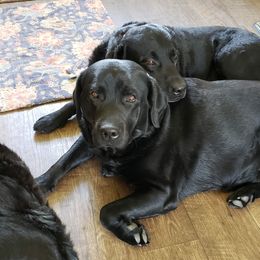 Labrador Retrievers from Radiance Labradors