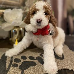 Cavapoo and Poodle Puppies from Sac-Town Poodles and Doodles