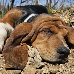 Basset Hounds from Ozark Hounds