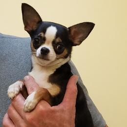 Chihuahuas from Dynasty Farms AKC Chihuahuas