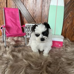 Shorkie Puppies from Shorkies R Us Breeding