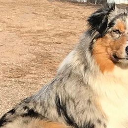 Australian Shepherds from Robin’s Nest Australian Shepards