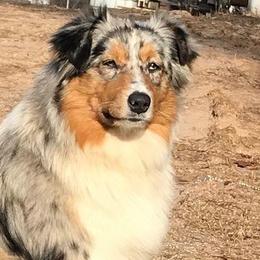 Australian Shepherds from Robin’s Nest Australian Shepards