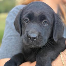 Victory - Black female Labrador Retriever puppy in Archer Lodge, North Carolina from Archer Lodge Labradors