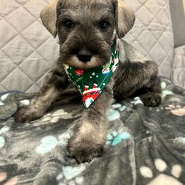 Miniature Schnauzer Puppies from NM Schnauzer Minis