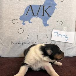 Collie Puppies from A/K Rough Collies