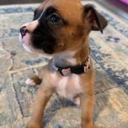 Light Purple - Fawn Boxer puppy in Pikeville, Tennessee from AG Mountain Boxers