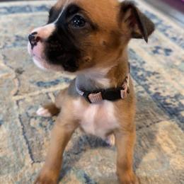Light Purple - Fawn Boxer puppy in Pikeville, Tennessee from AG Mountain Boxers