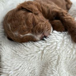 Juniper - Red female Cavapoo puppy in Gilbert, Arizona from Arizona Toy Cavapoos – Health‐Tested & Home‐Raised