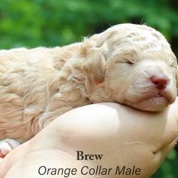 Brew - Cream male Goldendoodle puppy in Shushan, New York from Barnwood Doodles