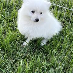 American Eskimo Dog Puppies from Arctic Storm Kennels