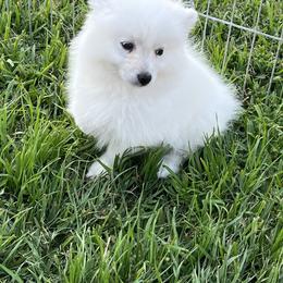 American Eskimo Dog Puppies from Arctic Storm Kennels