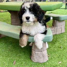 Aussiedoodle and Bernedoodle Puppies from Platinum Bernedoodles of Texas
