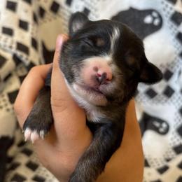 Cookie - Black tri female Toy Australian Shepherd puppy in Quincy, Michigan from Ivy Meadows and Friends