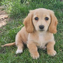 Izzy - Cream female Dachshund puppy in Malad City, Idaho from Mountain Sage Dachshunds