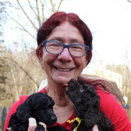 Poodle Puppies from Piccolo's Poodles