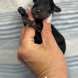 Bruce - Brindle male Dachshund puppy in Oklahoma City, Oklahoma from Barrett’s Doxie Farm