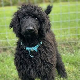 Poodles from Hillside Standard Poodles