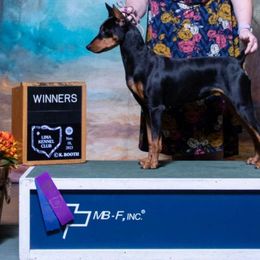 Rumor - German Pinscher