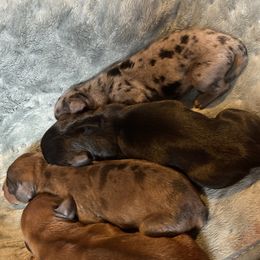 Dachshunds from Not Your Average Weiner