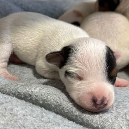 Boy 1 - Tri-color male Jack Russell Terrier puppy in Yakima County, Washington from Saddle Rock Kennels