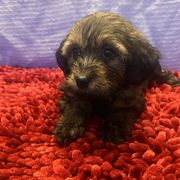 Puppy 1 - Wheaten female Whoodle puppy in Corinth, Maine from Whoodles of Maine