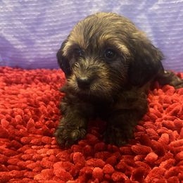 Puppy 1 - Wheaten female Whoodle puppy in Corinth, Maine from Whoodles of Maine