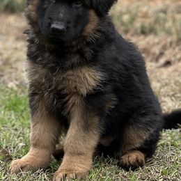German Shepherd Puppies from Marvel German Shepherds