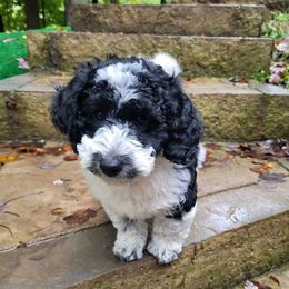 Brown collar - Parti male Goldendoodle puppy in Fairmont, West Virginia from Mountainside Doodles, LLC