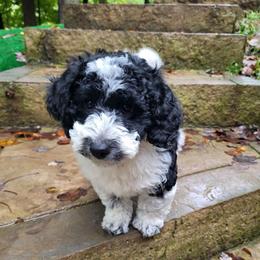 Brown collar - Parti male Goldendoodle puppy in Fairmont, West Virginia from Mountainside Doodles, LLC