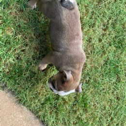 English Bulldog Puppies from Brady’s Bulldogs