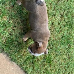 English Bulldog Puppies from Brady’s Bulldogs