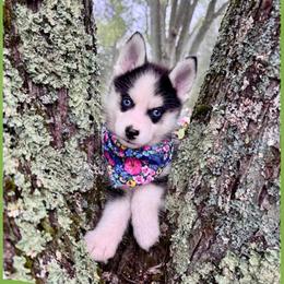 Luigi - Black and white male Pomsky puppy in Venus, Pennsylvania from Hemlock Pines Pomsky
