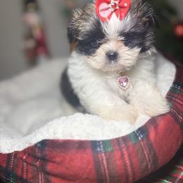Shih Tzu Puppies from Spoiled ShihTzu LLC