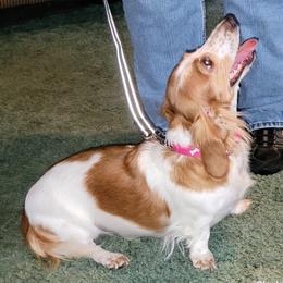 Dachshund Puppies from CLARK'S BREEDING PROGRAM