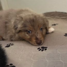 Hulk ( green collar) - Dilute red male Australian Shepherd puppy in Phoenix, Arizona from Oma K’s Aussies