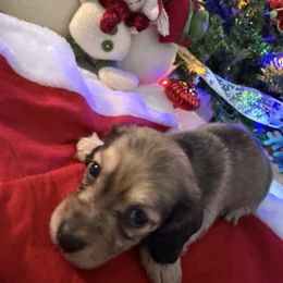Otis - Cream male Dachshund puppy in Jackson's Gap, Alabama from Lake Martin Doxies