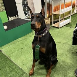 Doberman Pinschers from Radiant Dobermans