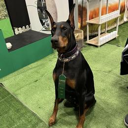 Doberman Pinschers from Radiant Dobermans