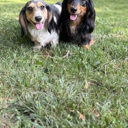Dachshund puppies from M.H.P Dachshunds