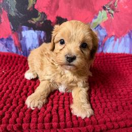 Midas - Apricot male Maltipoo puppy in Lawrenceburg, Tennessee from LUV Poodles and Maltipoos