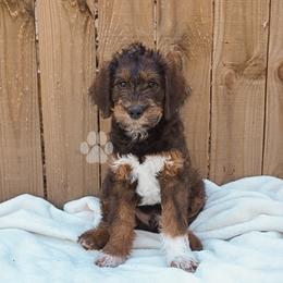 Ron Weasley - Brown male Schnoodle puppy in Memphis, Tennessee from Bentley's Beloved Paws