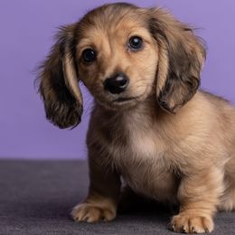 Dachshunds from Schnickelfritz Hounds